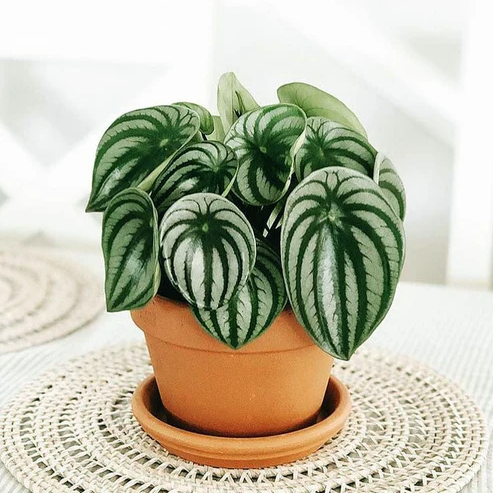 Water Melon Peperomia