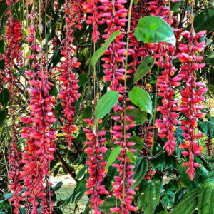 Thumbergia Red