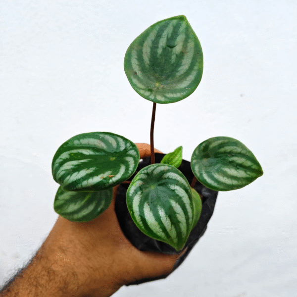 Water Melon Peperomia - Image 2