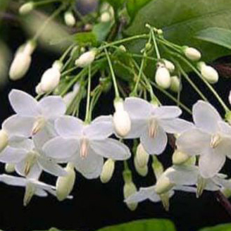 Water Jasmine