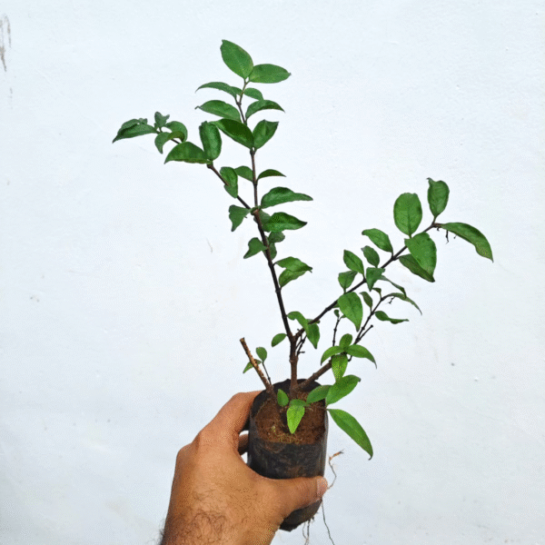 Water Jasmine - Image 2