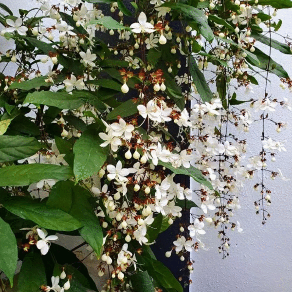 Cleodendrum