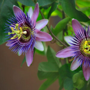 Passion Flower Blue