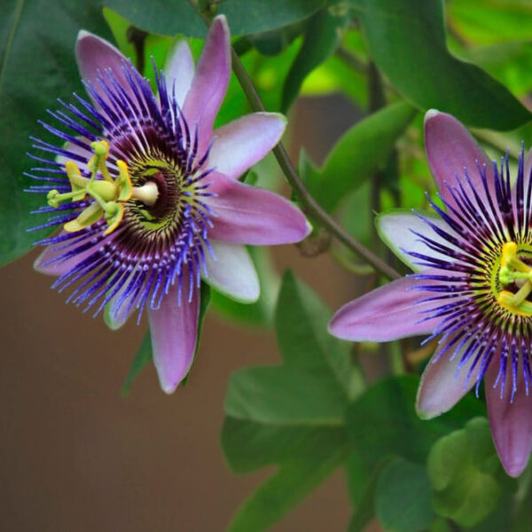 Passion Flower Blue