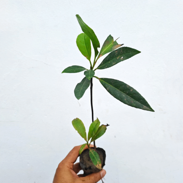 Cleodendrum - Image 2