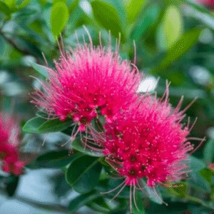 Rosida Red