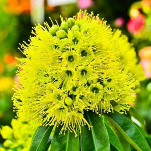 Rosida Yellow