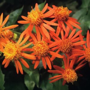 Mexican Flame Vine
