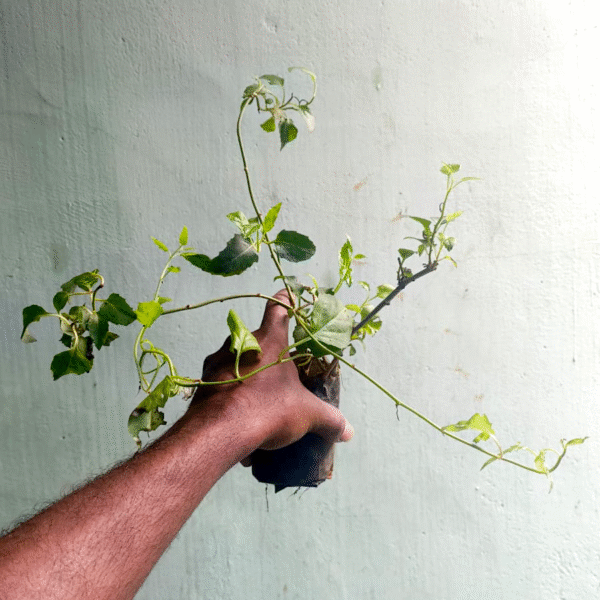 Mexican Flame Vine - Image 2