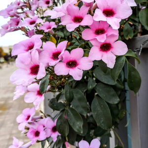 Pandora Jasmine Rosea