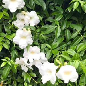 Bower White