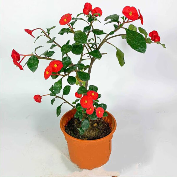 Euphorbia Geordi