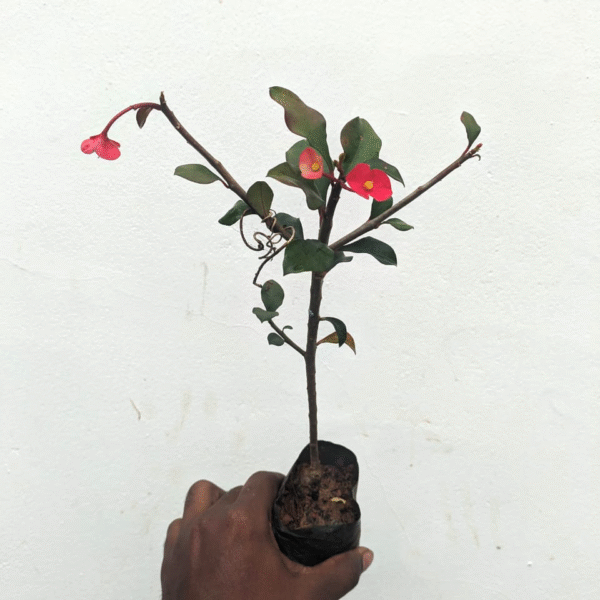 Euphorbia Geordi - Image 2