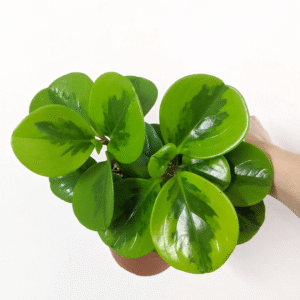 Obtusfolia  Lime