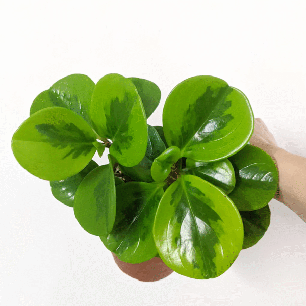 Obtusfolia  Lime