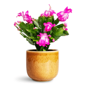 Christmas Cactus Pink