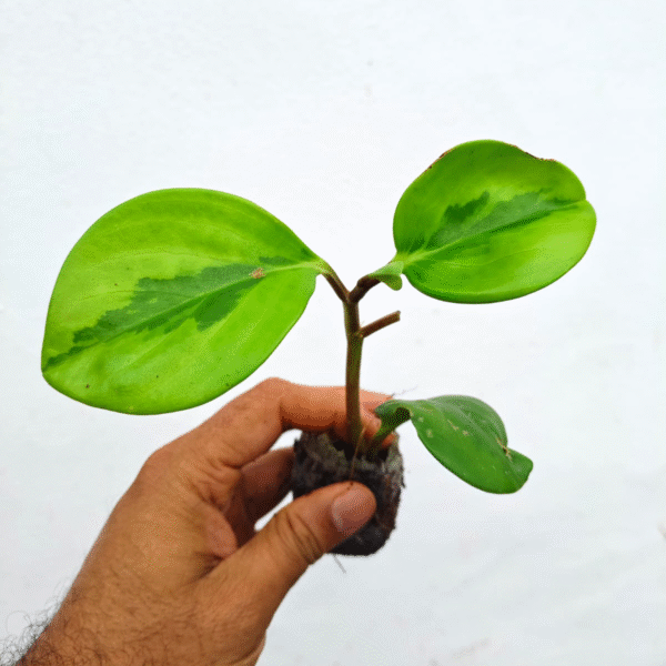 Obtusfolia  Lime - Image 2