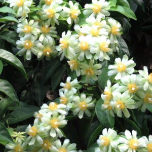 Lemon Vine