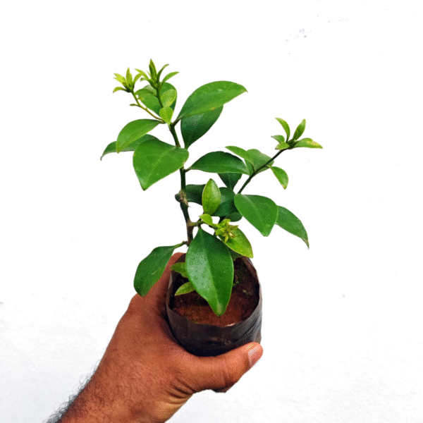 Lemon Vine - Image 2