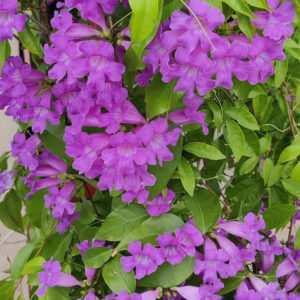 Bignonia