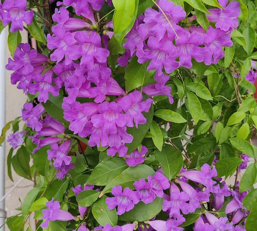 Bignonia