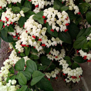 Bleeding Heart White (Sensitive)