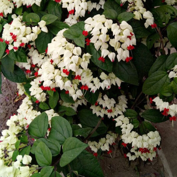 Bleeding Heart White (Sensitive)