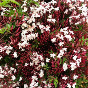 American Pink Jasmine