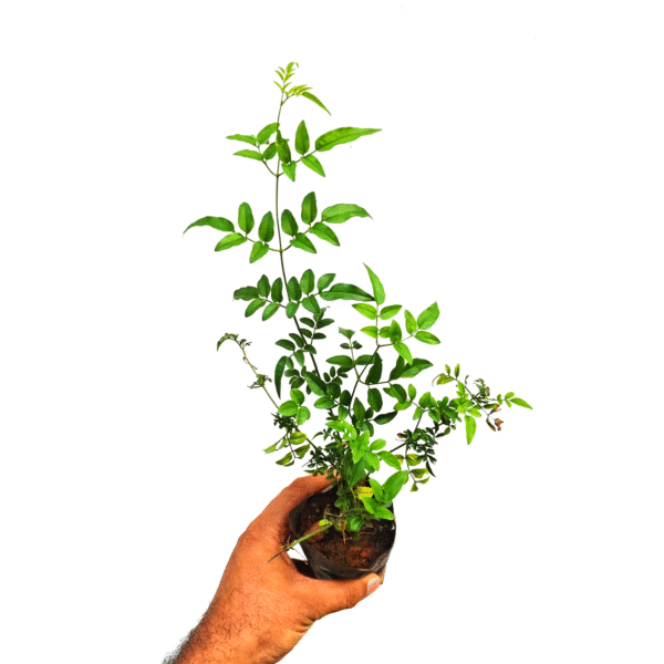 American Pink Jasmine - Image 2