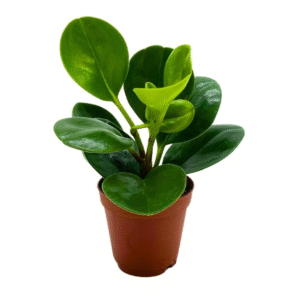 Obtusfolia  Green