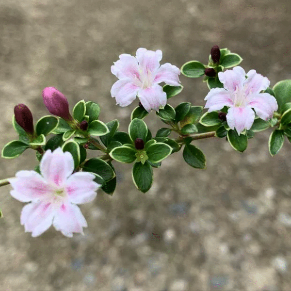 Snow Rose Pink