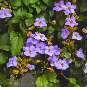 Thumbergia Blue