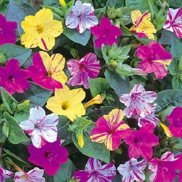 Mirabelli's mix/ 4'O Clock seeds