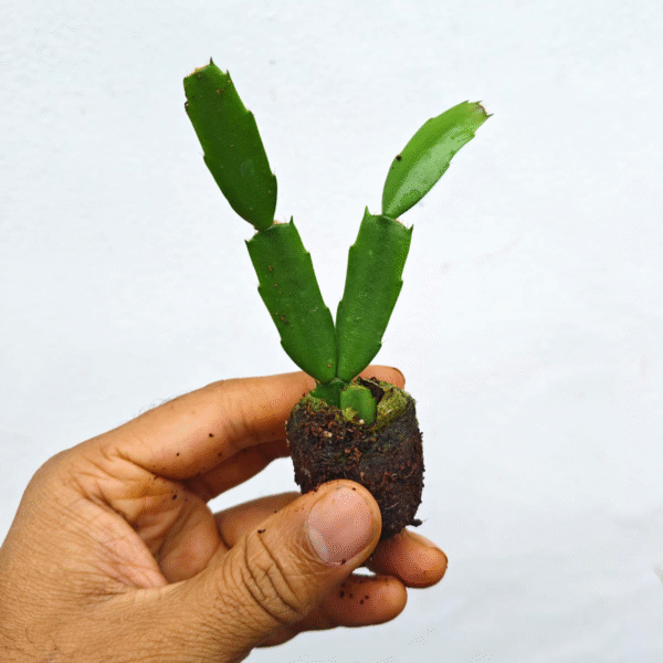 Christmas Cactus White - Image 2