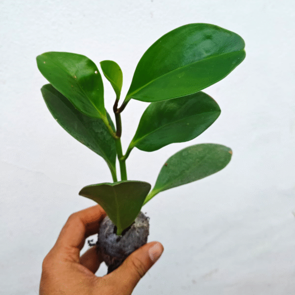 Obtusfolia  Green Knight - Image 2