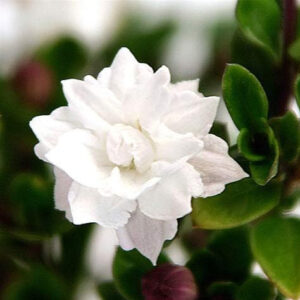 Snow Rose White