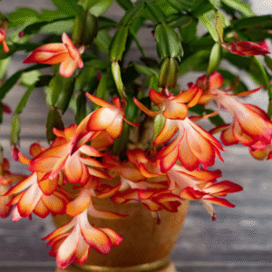 Christmas Cactus range