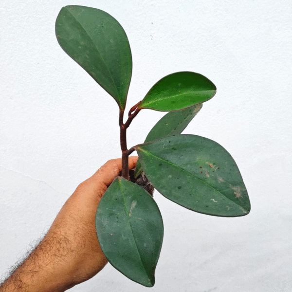 Obtusfolia  Black Knight - Image 2