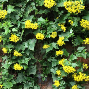Bridal Yellow