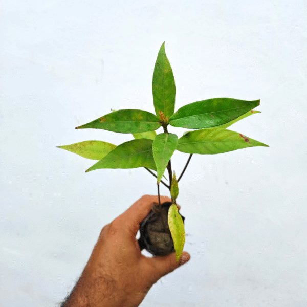 Miniature Kadamb - Image 2