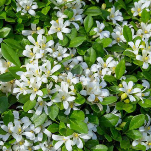 Maramulla