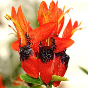 Ruttya Fruticosa