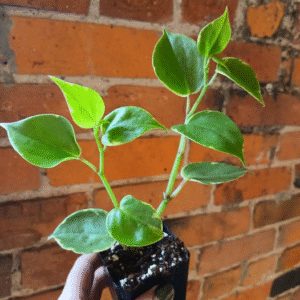 Scandens Green