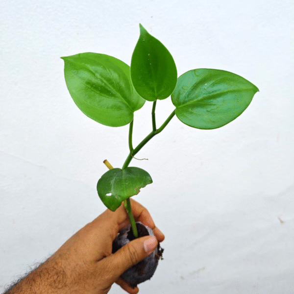 Scandens Green - Image 2