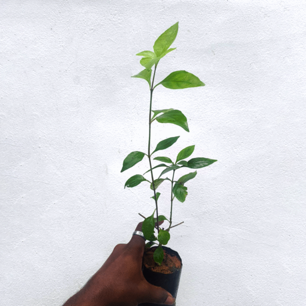Ruttya Fruticosa - Image 2