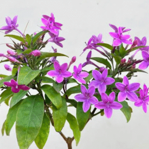Violet Jasmine