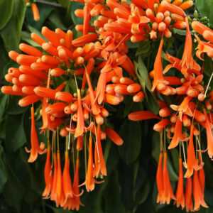 Orange Trumpet