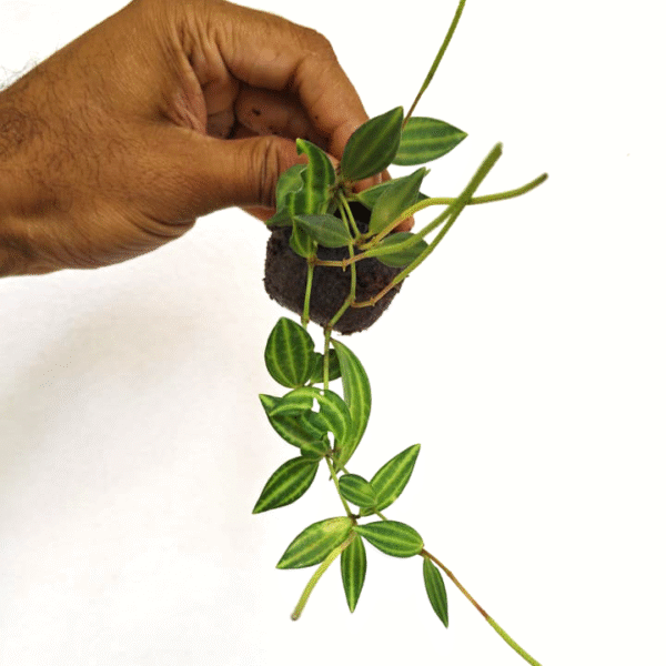 Angulata - Image 2