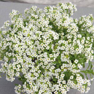 Alyssum White