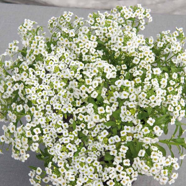 Alyssum White
